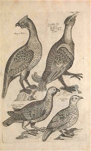 Ornithology tab 31