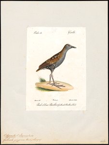 Ortygometra pygmaea - 1842-1848 - Print - Iconographia Zoologica - Special Collections University of Amsterdam - UBA01 IZ17500103