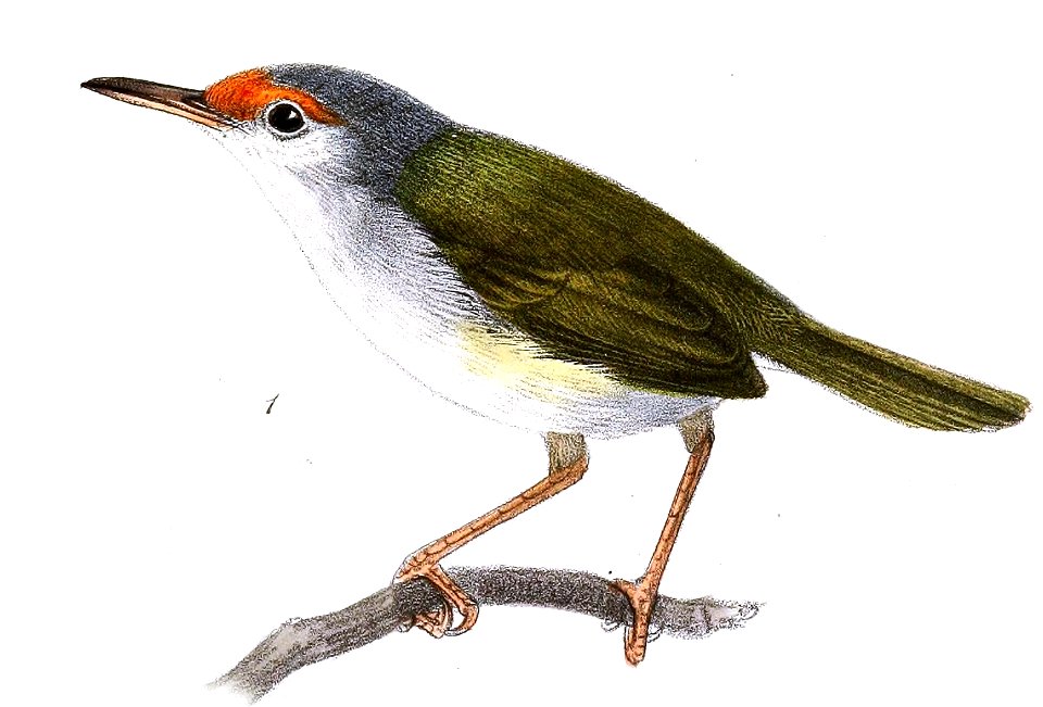 Orthotomus frontalis Keulemans