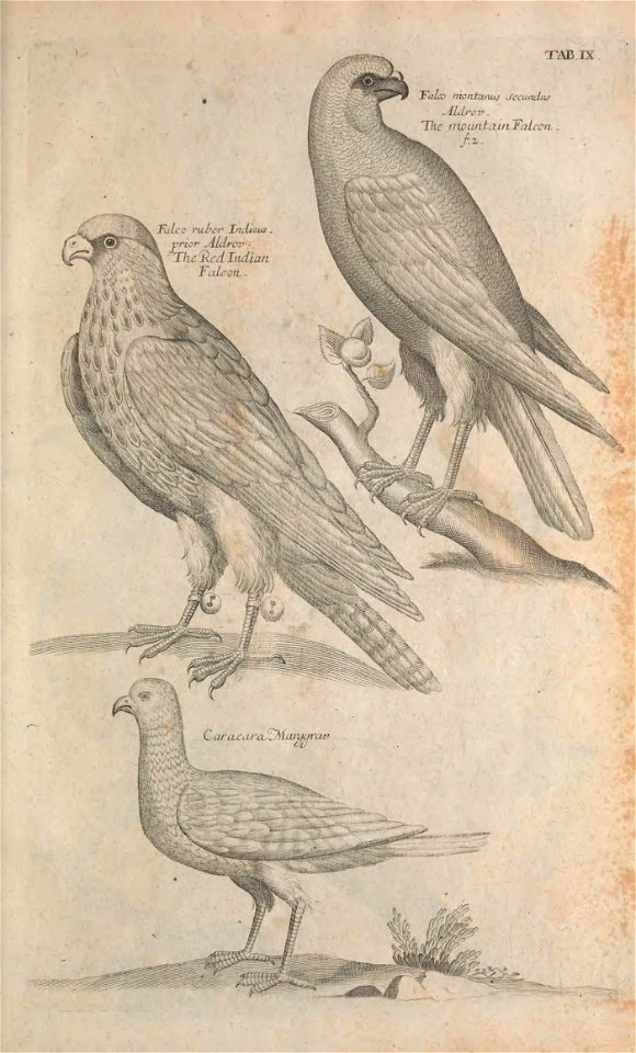 Ornithology tab 9