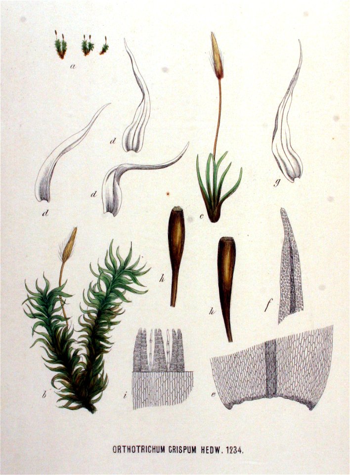 Orthotrichum crispum — Flora Batava — Volume v16
