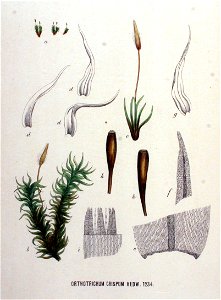 Orthotrichum crispum — Flora Batava — Volume v16. Free illustration for personal and commercial use.