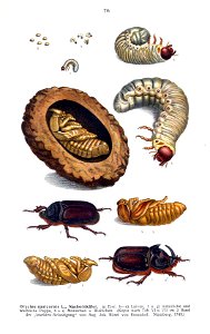Oryctes nasicornis