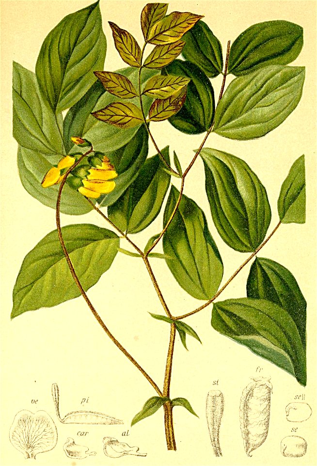 Orobus styriacus Atlas Alpenflora
