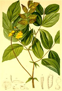 Orobus styriacus Atlas Alpenflora