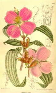 Osbeckia stellata 139-8500