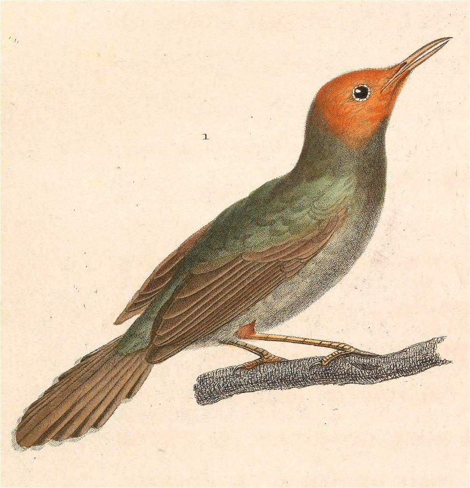 Orthotomus sepium 1838