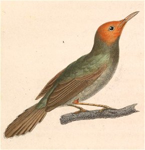 Orthotomus sepium 1838