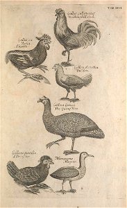 Ornithology tab 26