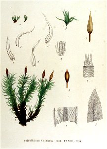 Orthotrichum pulchellum — Flora Batava — Volume v15