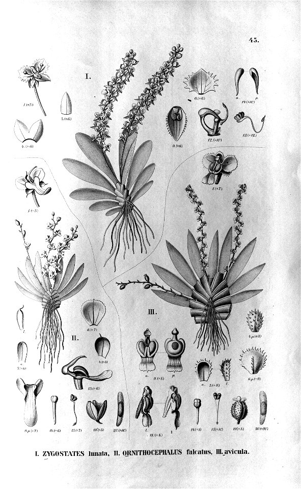 Ornithocephalus gladiatus . Flora Brasiliensis 3-6-45