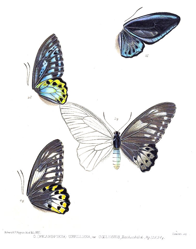 OrnithopteraUrvilliana5Rippon