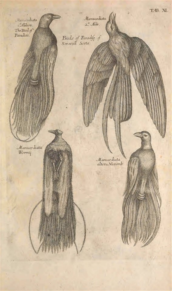 Ornithology tab 11