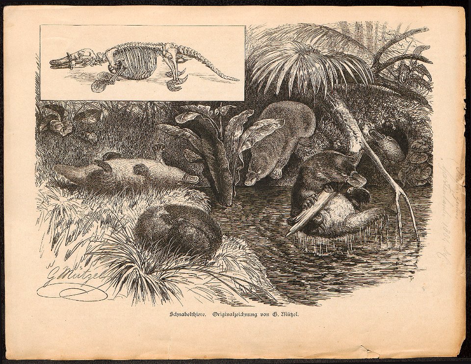 Ornithorhynchus paradoxus - 1884 - Print - Iconographia Zoologica - Special Collections University of Amsterdam - UBA01 IZ20300180