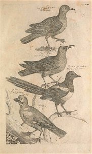 Ornithology tab 19