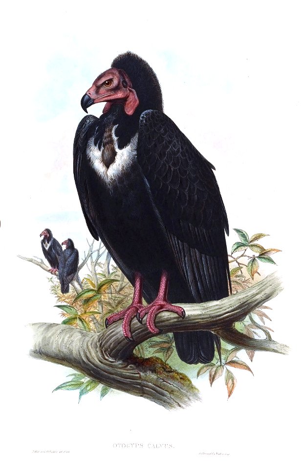 OtogypsCalvusGould