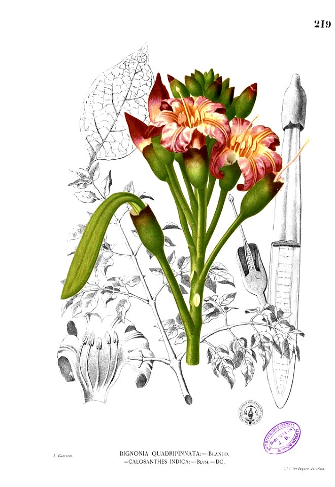 Oroxylum indicum Blanco1.219