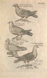 Ornithology tab 33