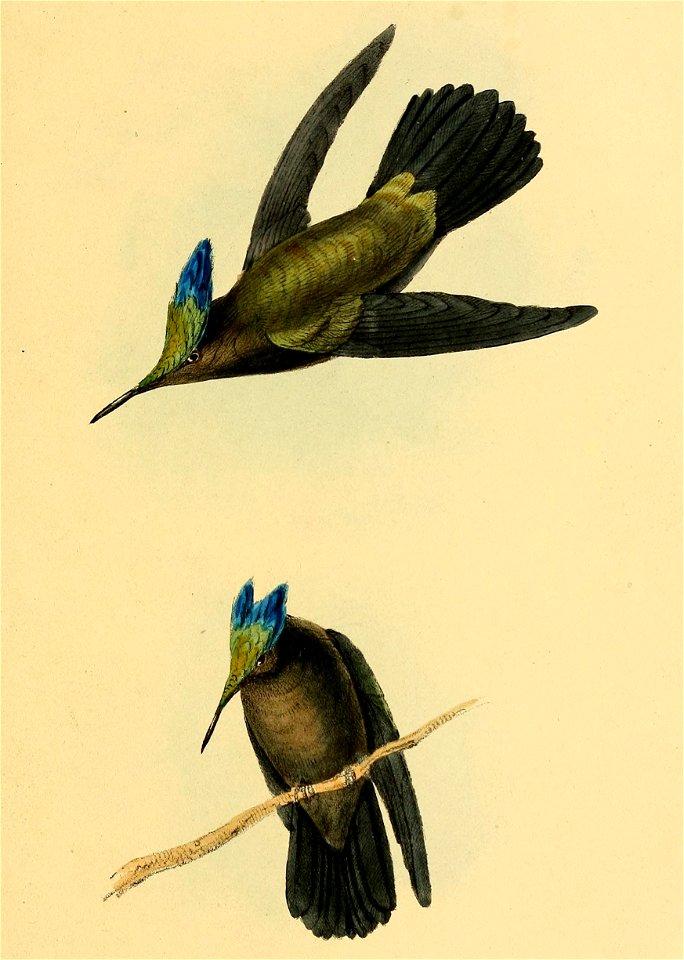 Orthorhyncus cristatus 1841
