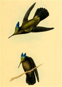 Orthorhyncus cristatus 1841