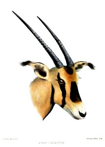 OryxCallotisSmit
