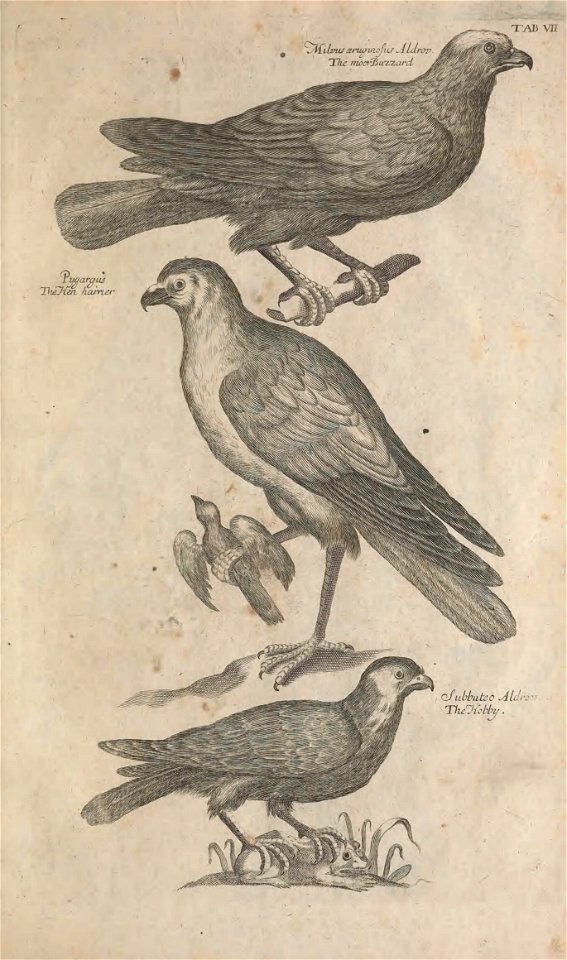 Ornithology tab 7
