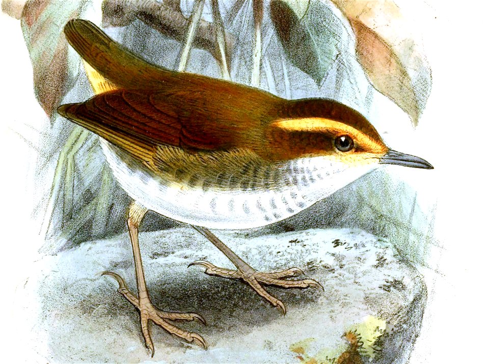 OrthnocichlaWhiteheadiKeulemans (cropped)