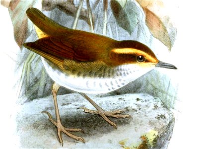 OrthnocichlaWhiteheadiKeulemans (cropped)