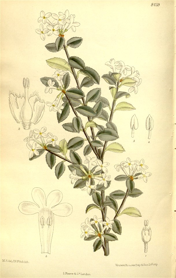 Osmanthus delavayi 138-8459