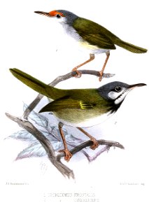 OrthotomusKeulemans