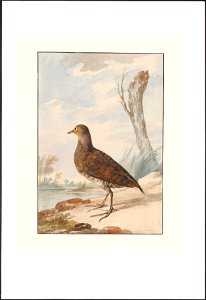 Ortygometra porzana - 1757 - Print - Iconographia Zoologica - Special Collections University of Amsterdam - UBA01 IZAA100280