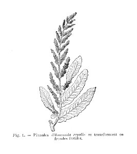 Osmunda regalis - pinnules