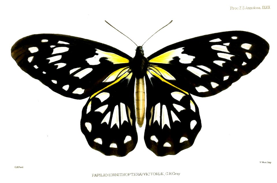 OrnithopteraVictoriaeFord
