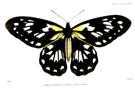 OrnithopteraVictoriaeFord