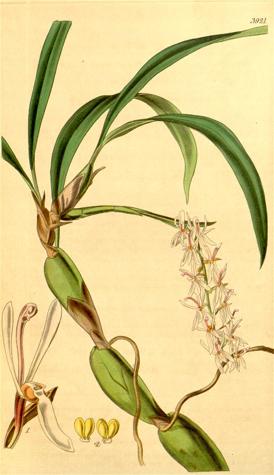 Otochilus fuscus (spelled Otochilus fusca) - Curtis' 68 (N.S. 15) pl. 3921 (1842)