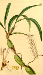 Otochilus fuscus (spelled Otochilus fusca) - Curtis' 68 (N.S. 15) pl. 3921 (1842)