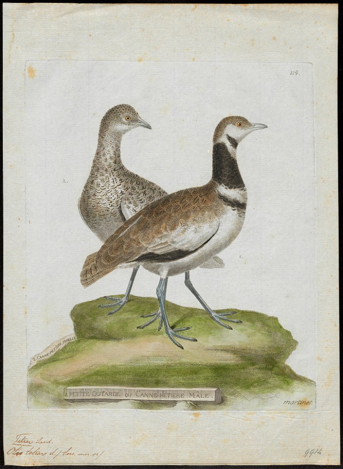 Otis tetrax - 1790-1796 - Print - Iconographia Zoologica - Special Collections University of Amsterdam - UBA01 IZ17200023