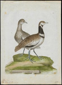 Otis tetrax - 1790-1796 - Print - Iconographia Zoologica - Special Collections University of Amsterdam - UBA01 IZ17200023
