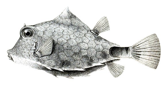 Ostracion turritus Achilles 181