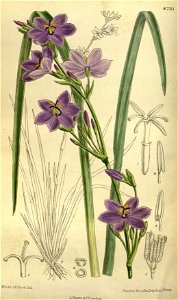 Orthrosanthus chimboracensis 143-8731