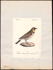 Otocoris alpestris - 1842-1848 - Print - Iconographia Zoologica - Special Collections University of Amsterdam - UBA01 IZ16100309