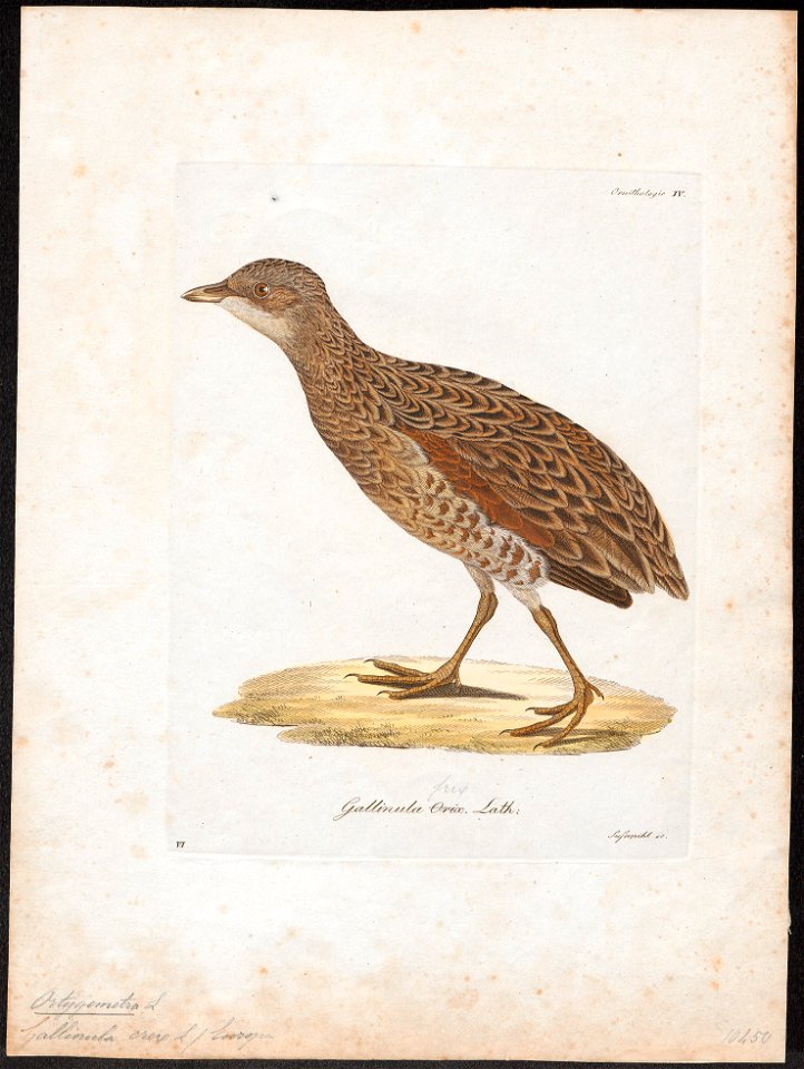 Ortygometra crex - 1800-1812 - Print - Iconographia Zoologica - Special Collections University of Amsterdam - UBA01 IZ17500083