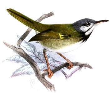 Orthotomus cinereiceps Keulemans