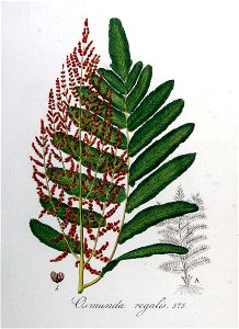 Osmunda regalis — Flora Batava — Volume v8