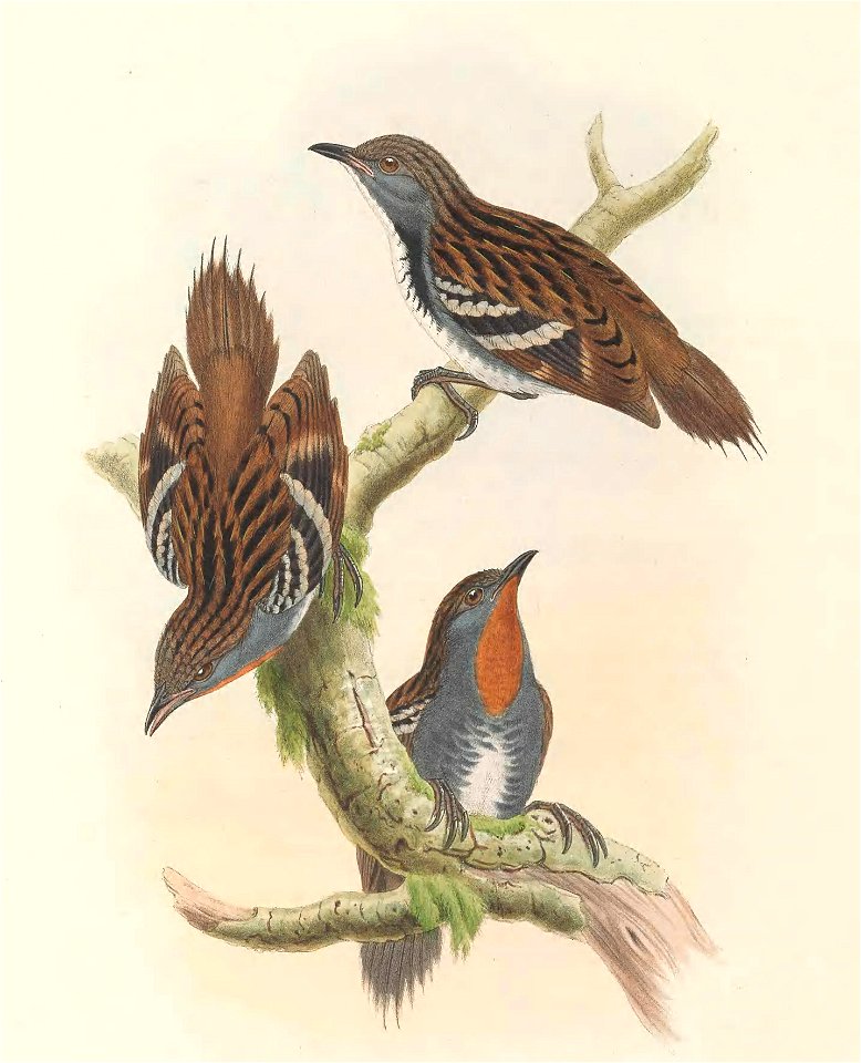 Orthonyx novaeguineae - The Birds of New Guinea (cropped)
