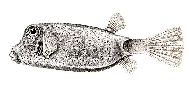 Ostracion cubicus Achilles 181