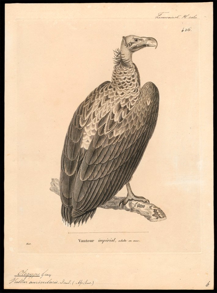 Otogyps nubicus - 1700-1880 - Print - Iconographia Zoologica - Special Collections University of Amsterdam - UBA01 IZ18100053