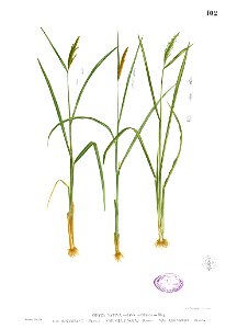 Oryza sativa Blanco1.102. Free illustration for personal and commercial use.