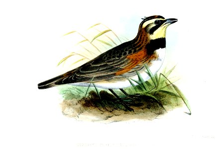 OtocorysPeregrinaWolf
