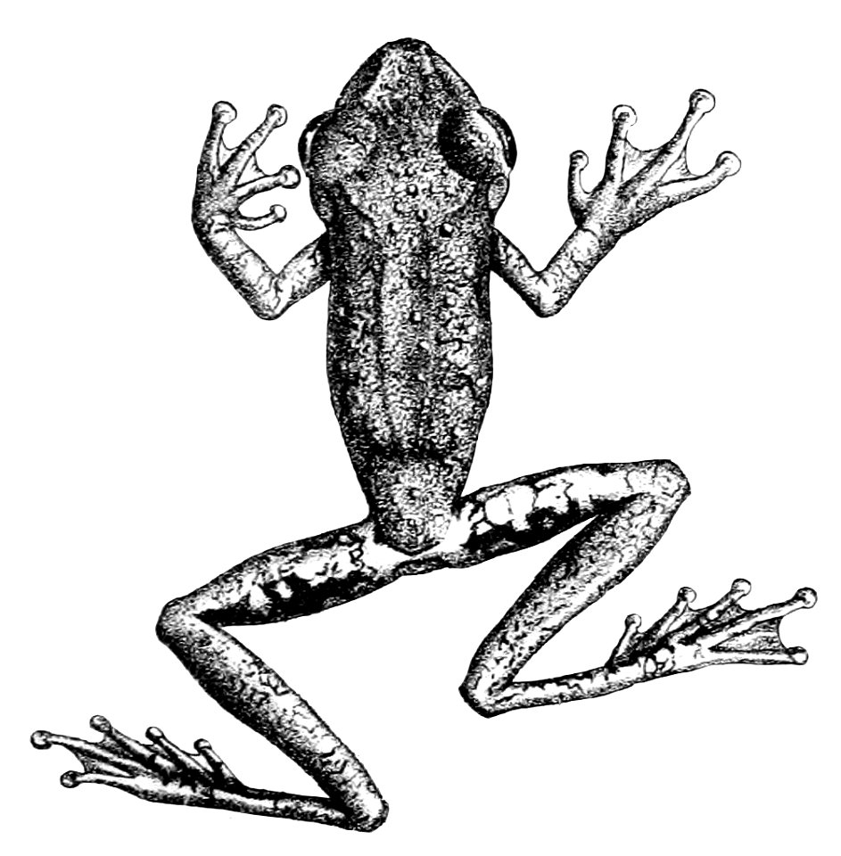 Osteocephalus inframaculatus